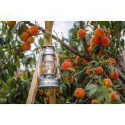 Lampe tempête Baby Special 276